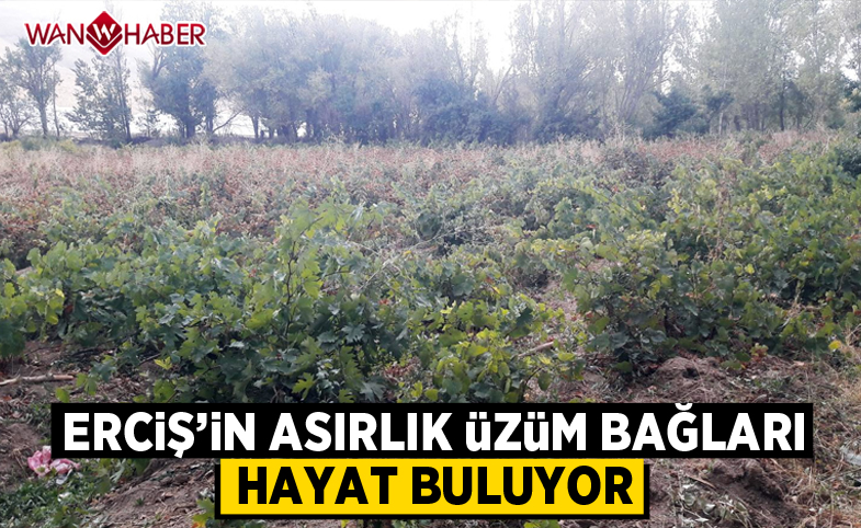 Erciş’in asırlık üzüm bağları hayat buluyor 