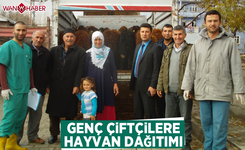 Van'da genç çiftçilere hayvan dağıtımı 