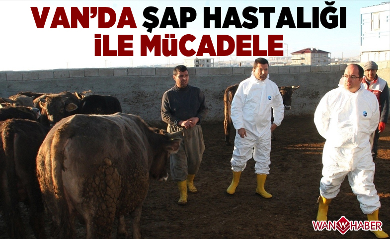 Van'da Şap hastalığı ile mücadele