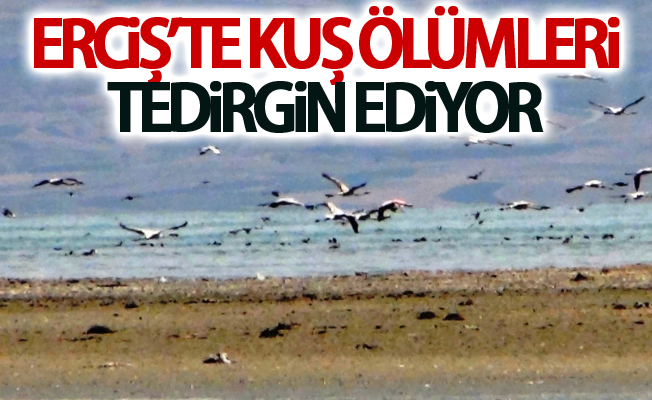 Erciş’te kuş ölümleri tedirgin ediyor