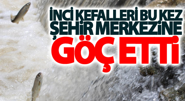 İnci kefalleri bu kez şehir merkezine göç etti