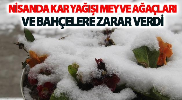 Nisanda kar yağışı meyve ağaçları ve bahçelere zarar verdi