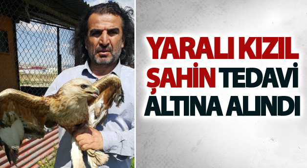 Yaralı kızıl Şahin tedavi altına alındı