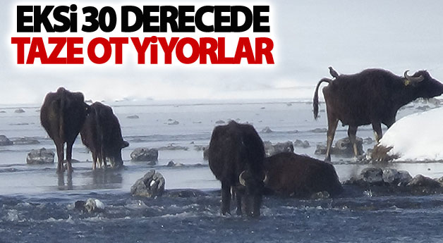 Eksi 30 derecede taze ot yiyorlar