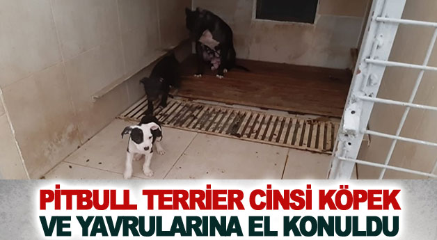 Pitbull Terrier cinsi köpek ve yavrularına el konuldu