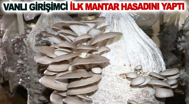 Vanlı girişimci ilk mantar hasadını yaptı