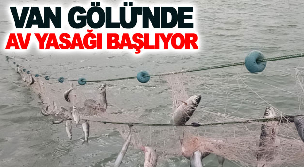 İnci kefali balığı için av yasağı başlıyor