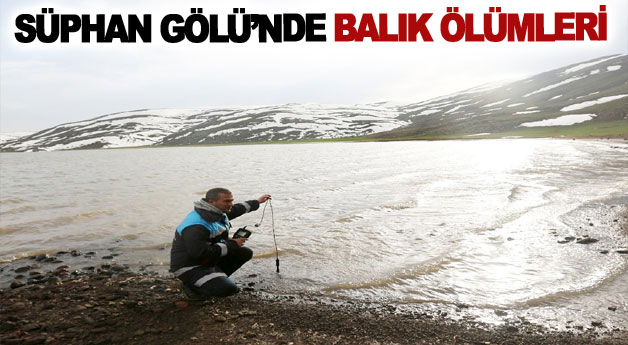 Süphan Gölü’nde balık ölümleri