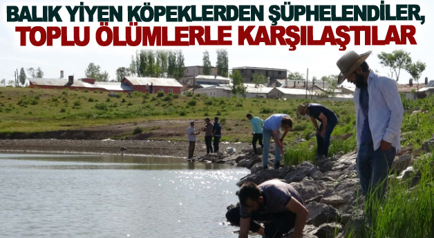 Balık yiyen köpeklerden şüphelendiler, toplu ölümlerle karşılaştılar