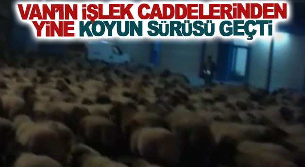 Van’ın işlek caddelerinden yine koyun sürüsü geçti