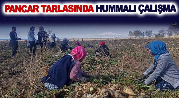 Pancar tarlasında hummalı çalışma