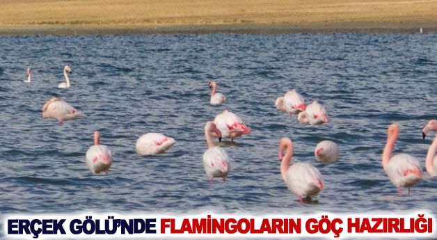 Erçek Gölü’nde flamingoların göç hazırlığı