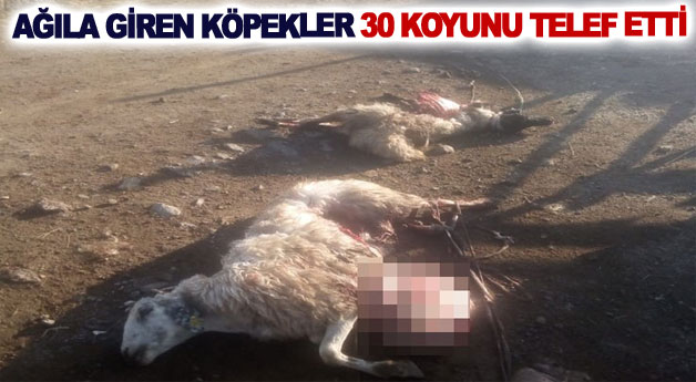 Ağıla giren köpekler 30 koyunu telef etti