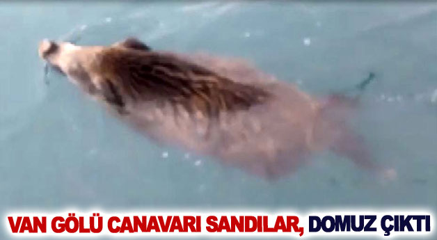 Van Gölü Canavarı sandılar, domuz çıktı