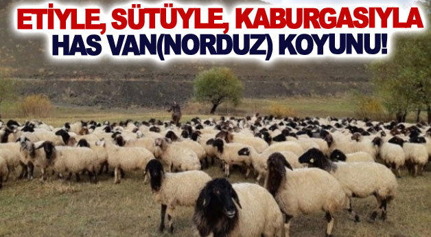 Etiyle, sütüyle, kaburgasıyla has Van(Norduz) koyunu!