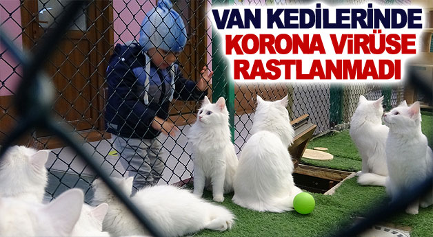 Van kedilerinde korona virüse rastlanmadı