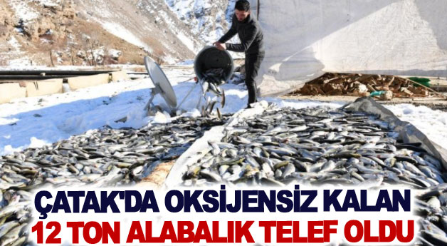 Çatak'da oksijensiz kalan 12 ton alabalık telef oldu