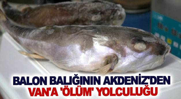 Balon balığının Akdeniz'den Van'a 'ölüm' yolculuğu