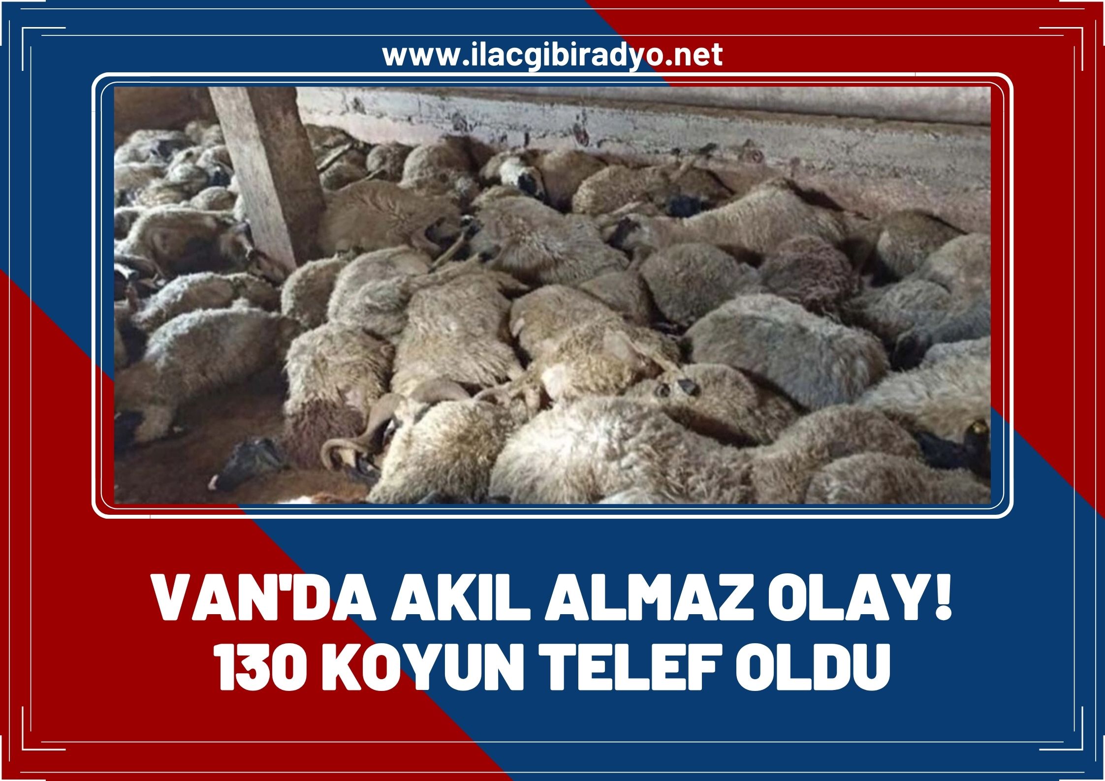 Van'da akıl almaz olay! 130 koyun telef oldu