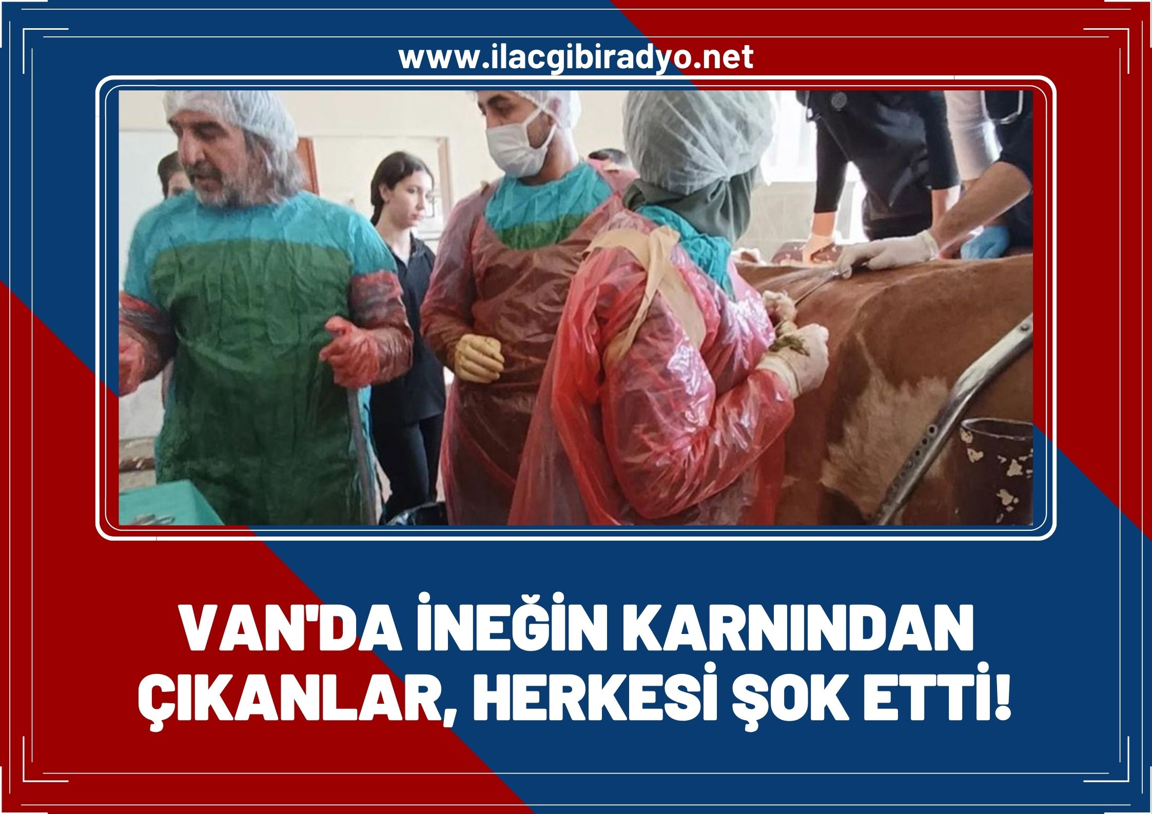 Van'da bir ineğin karnından çıkanlar herkesi şok etti!