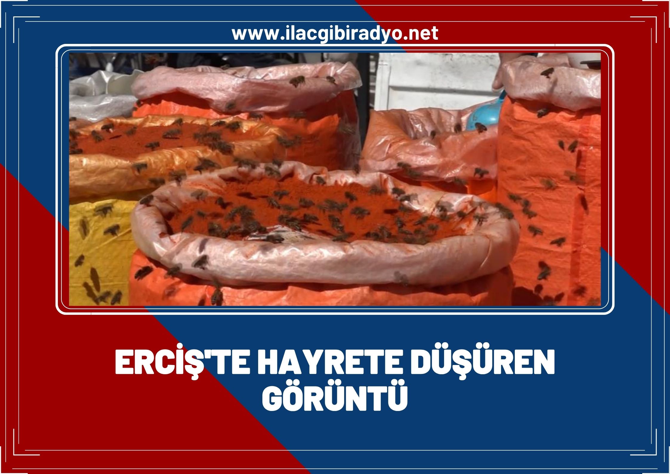 Erciş'te ilginç görüntü! Vatandaşlar hayret içinde kaldı