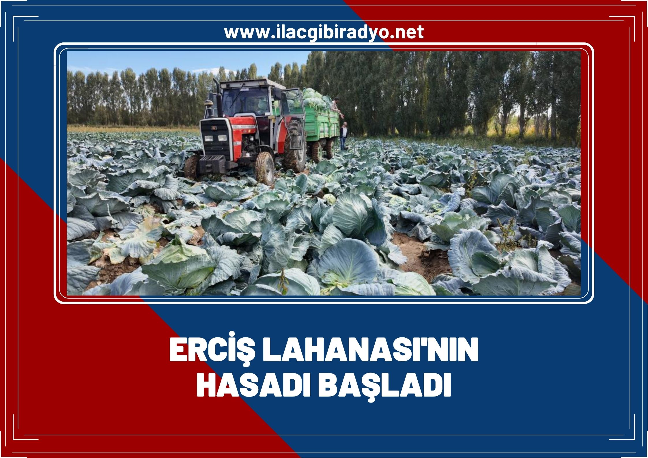 Erciş’in coğrafi tescil işaretli lahanasının hasadı başladı