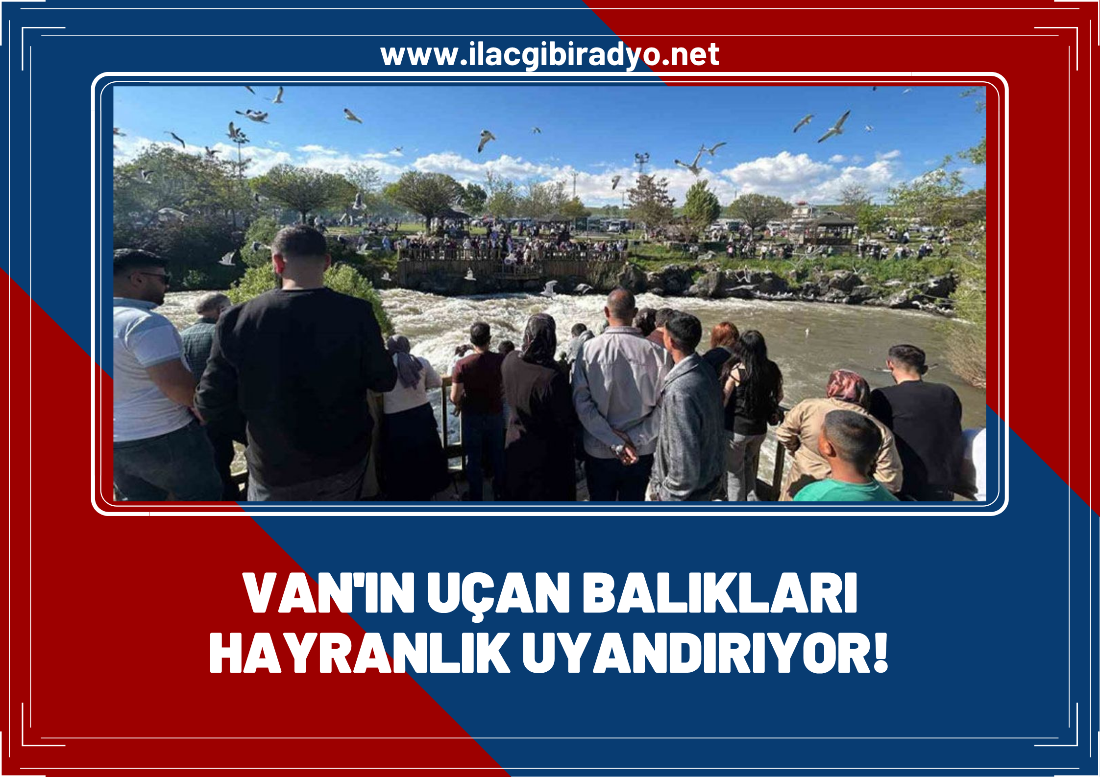 Van’ın uçan balıkları hayranlık uyandırıyor