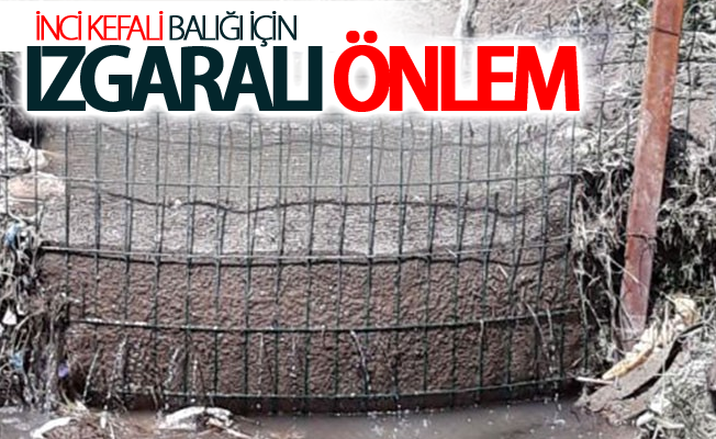 İnci kefali balığı için ızgaralı önlem