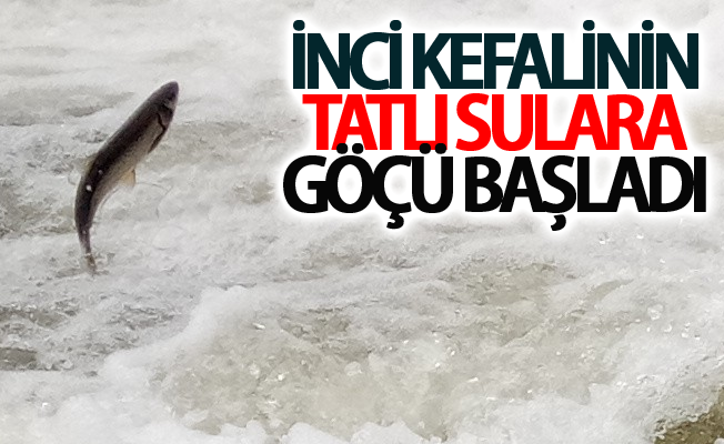 İnci kefalinin tatlı sulara göçü başladı