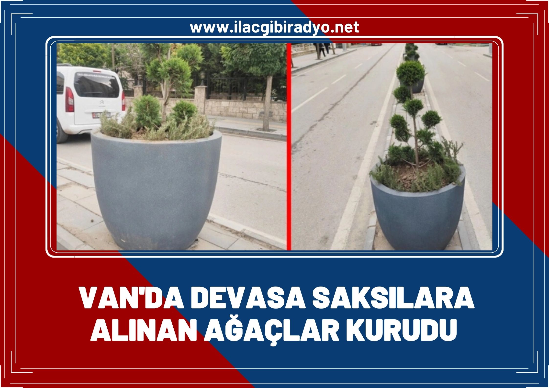 Van’da devasa saksılara alınan ağaçlar kurudu!