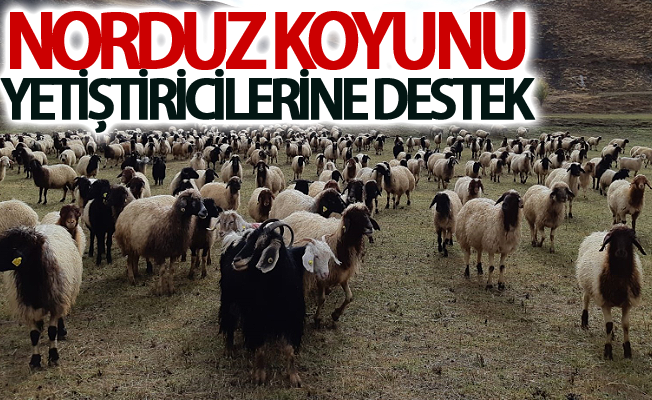 Norduz koyunu yetiştiricilerine destek