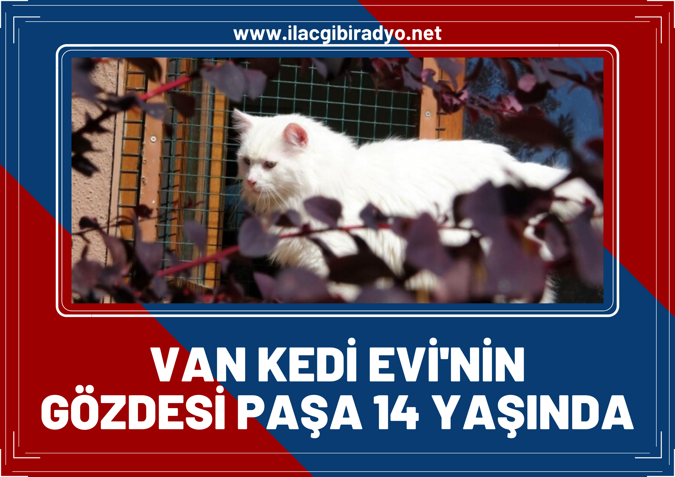 Van Kedi Evinin gözdesi 'Paşa' 14 yaşında!