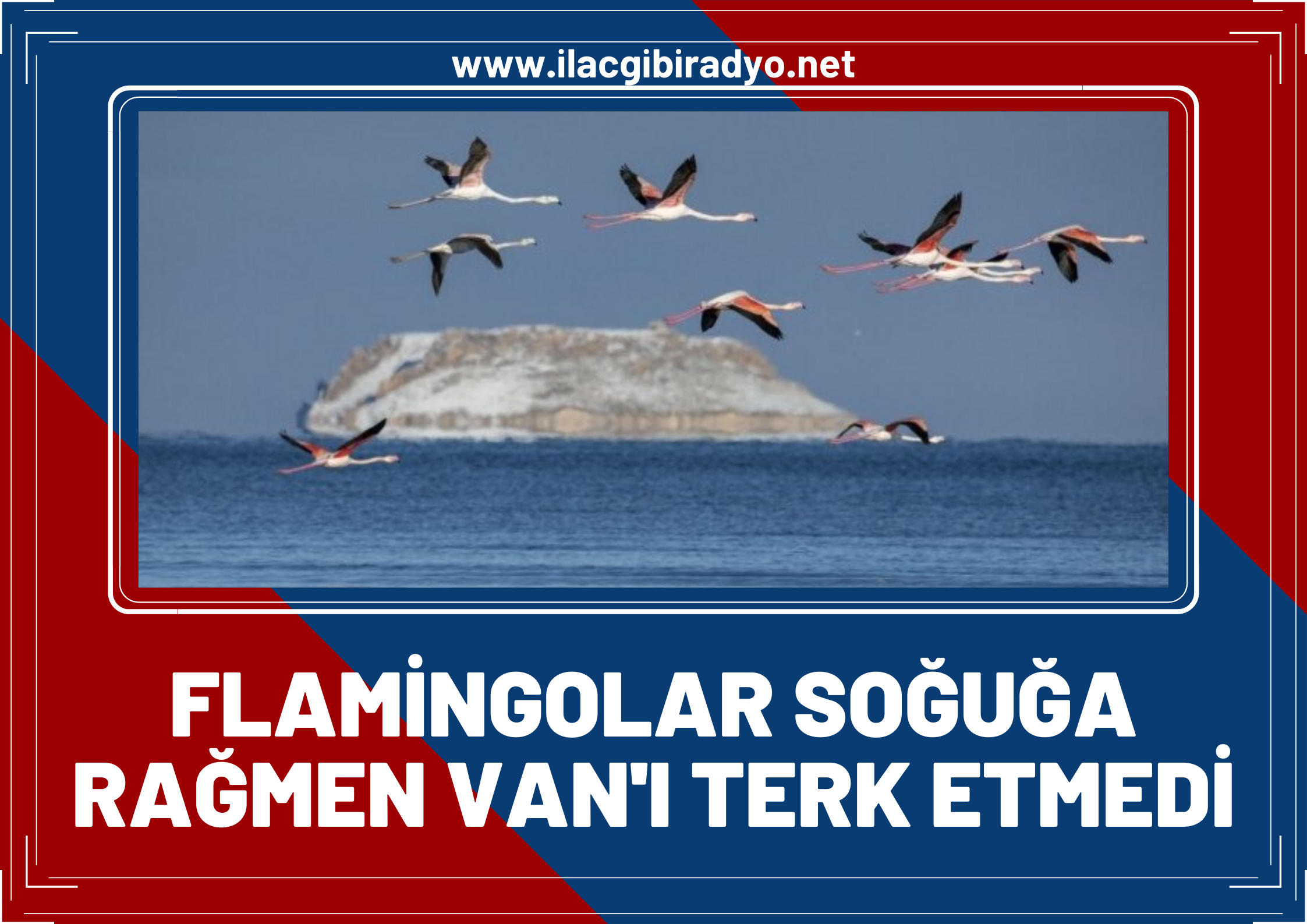 Flamingolar soğuğa rağmen Van’ı terk etmedi