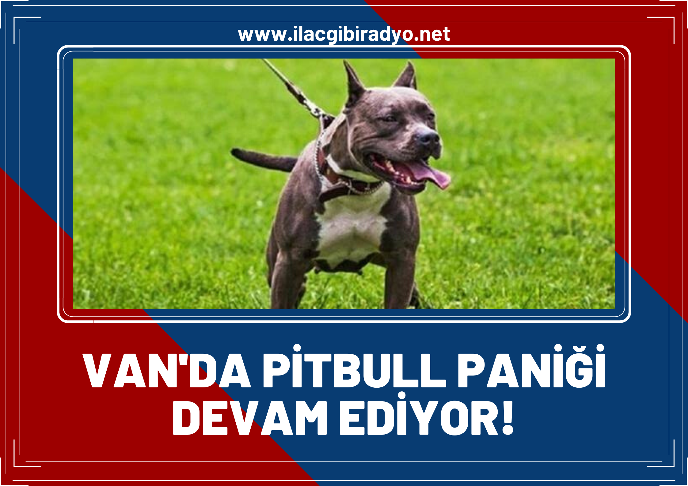 Van'da Pitbul paniği! Sokağa terk edilen pitbul cinsi köpeği yakalandı