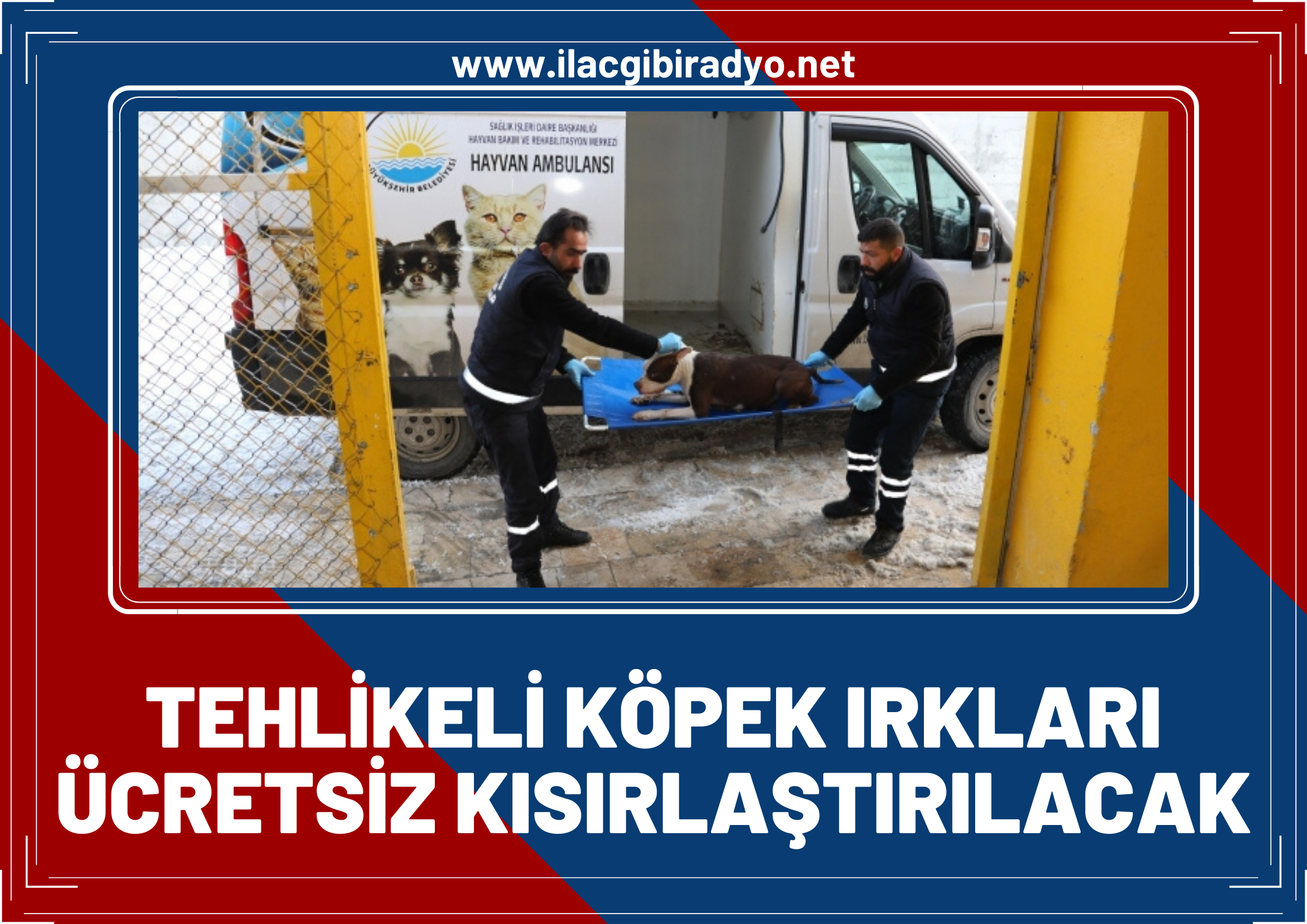 Van Büyükşehir Belediyesi, harekete geçti! Tehlikeli köpek ırklarını ücretsiz kısırlaştıracak