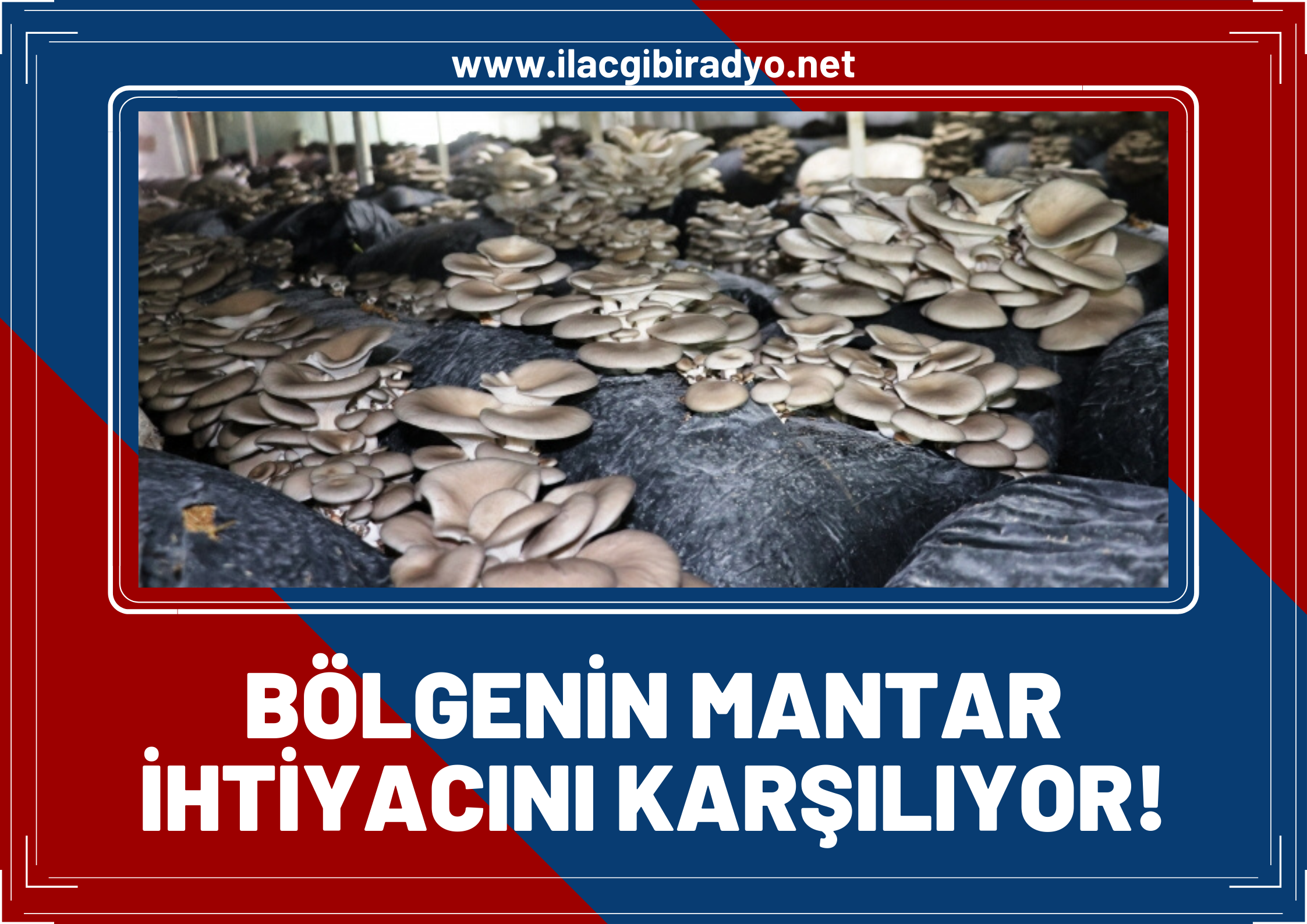 Van’da kurduğu tesisle hem istihdam hem de bölgenin mantar ihtiyacını karşılıyor