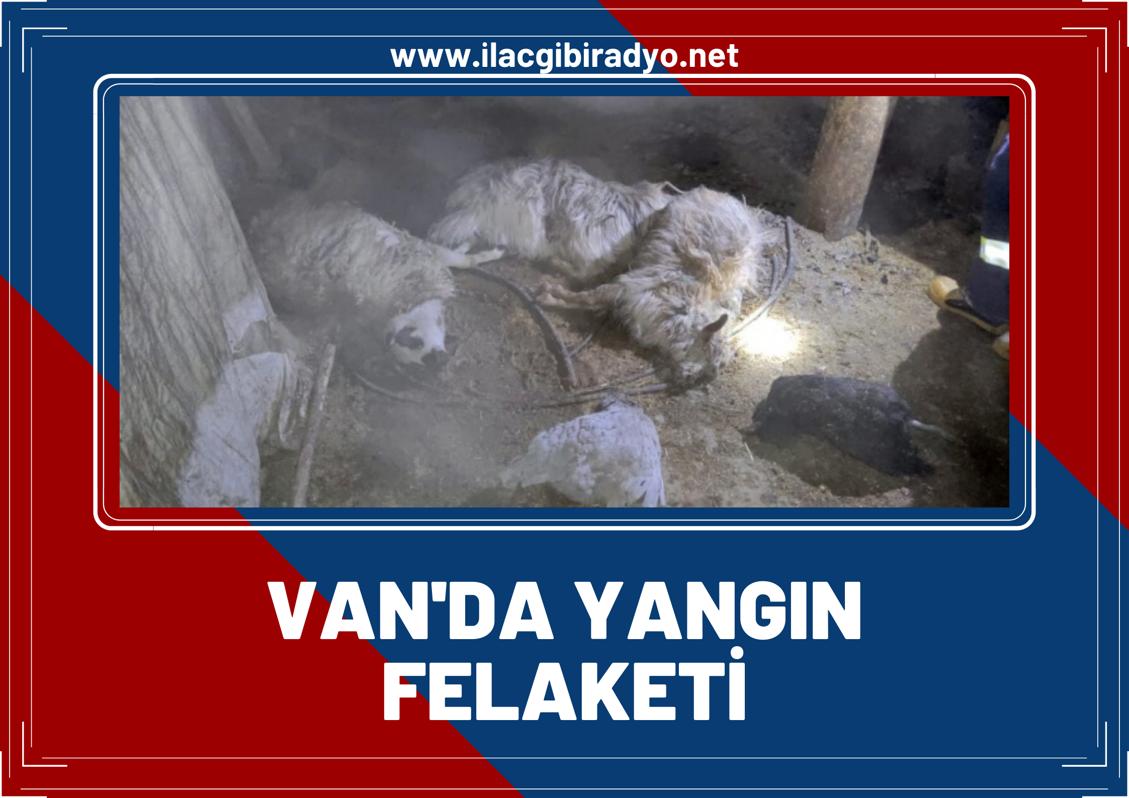 Van’da yangın felaketi! Ahırda çıkan yangında 39 hayvan telef oldu