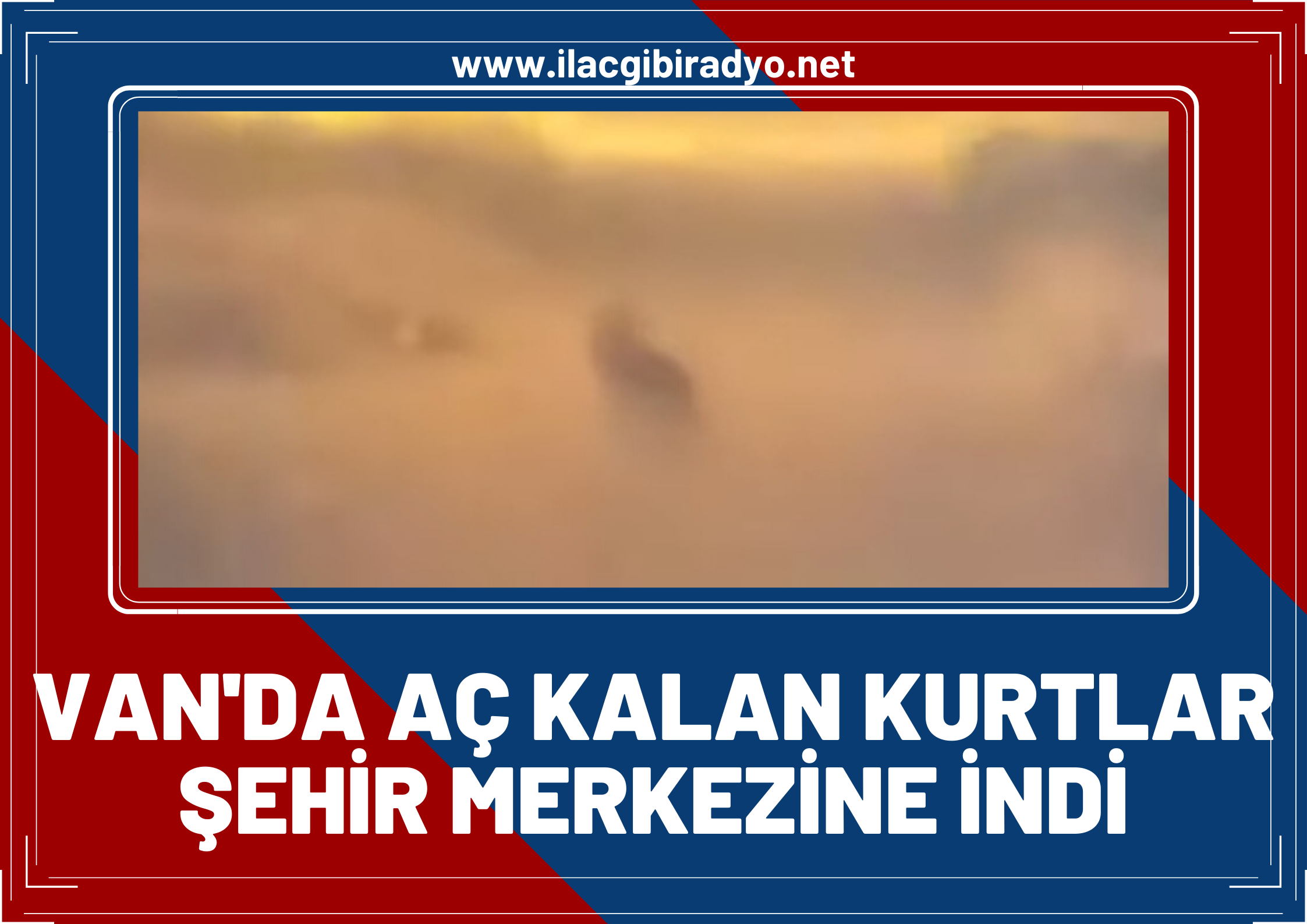 Van’da Aç Kalan Kurtlar Şehir Merkezine İndi