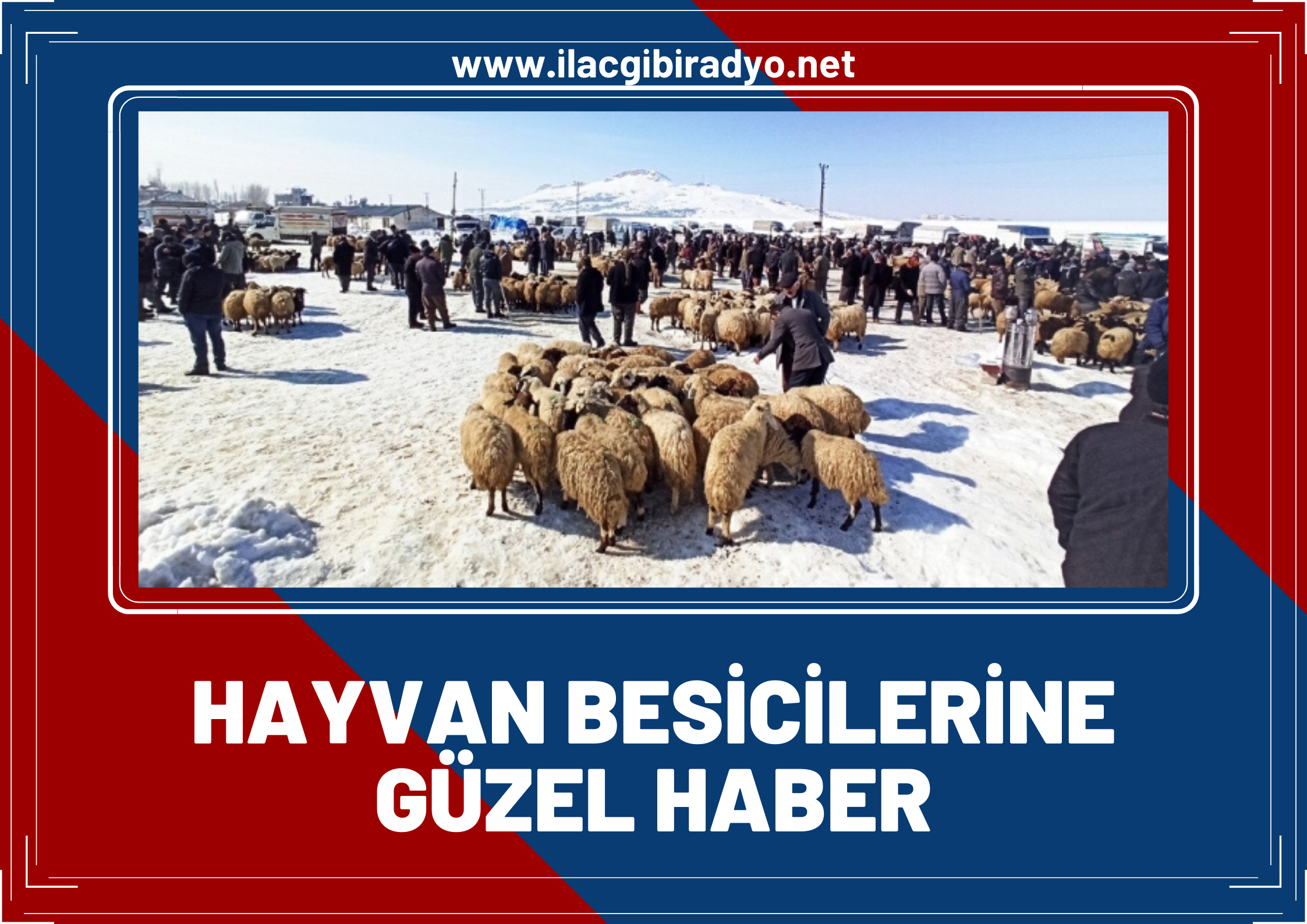 Van Valiliğinden hayvan besicilerine güzel haber… Aşılar ücretsiz olacak!