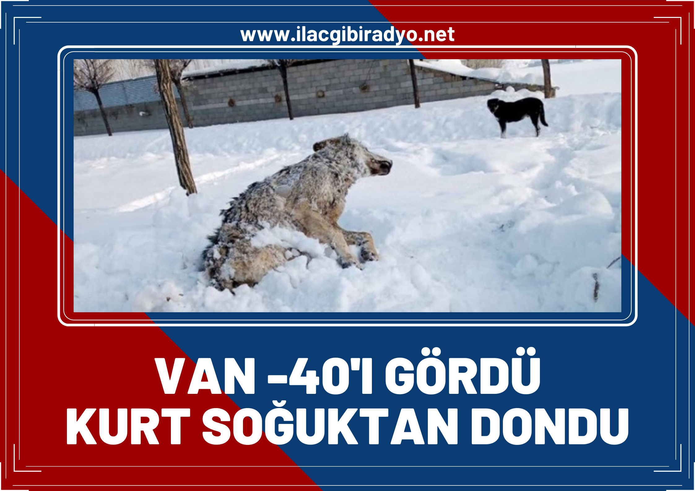 Van -40'ı gördü, kurt soğuktan dondu!