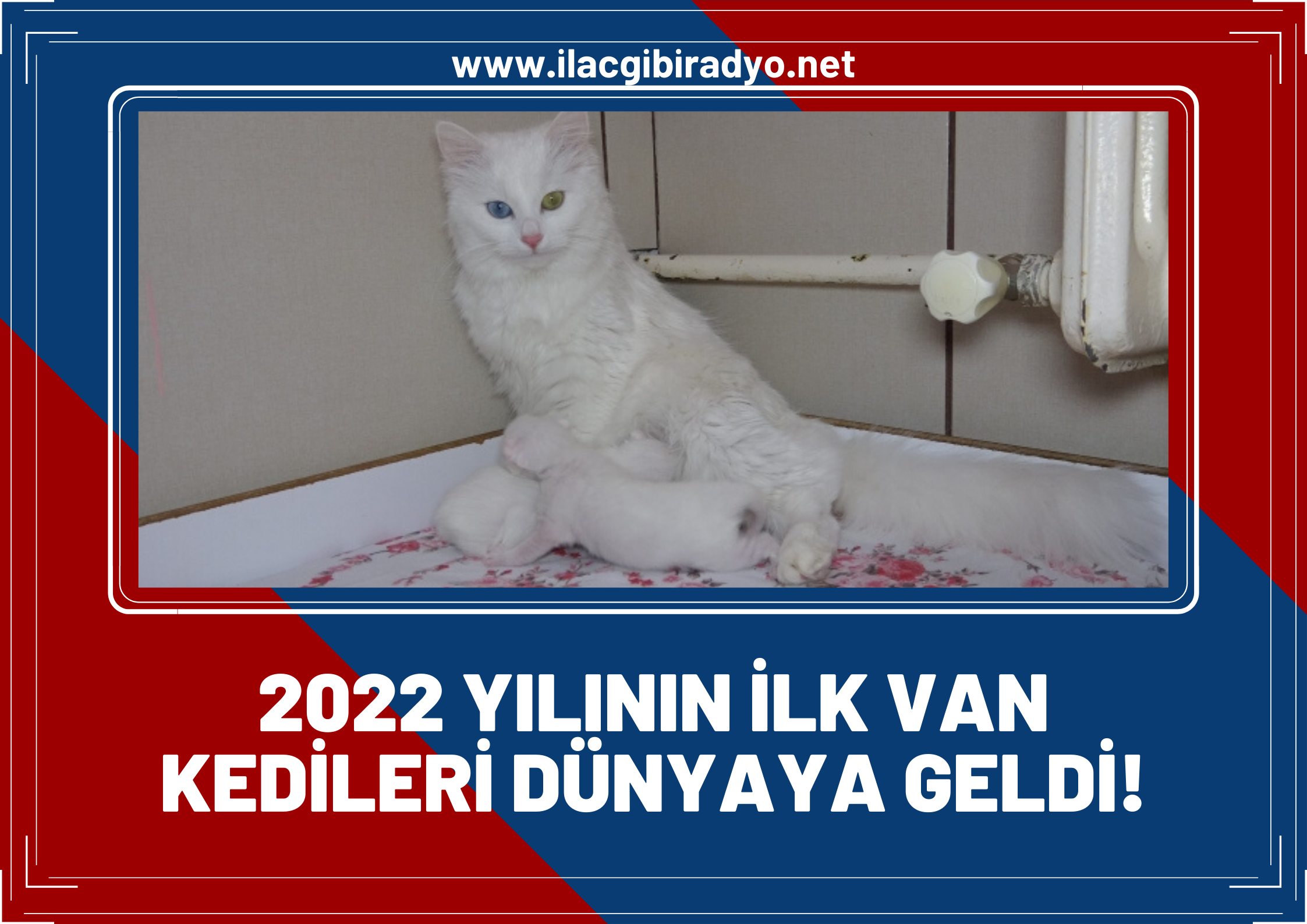 2022 yılının ilk Van kedileri dünyaya geldi