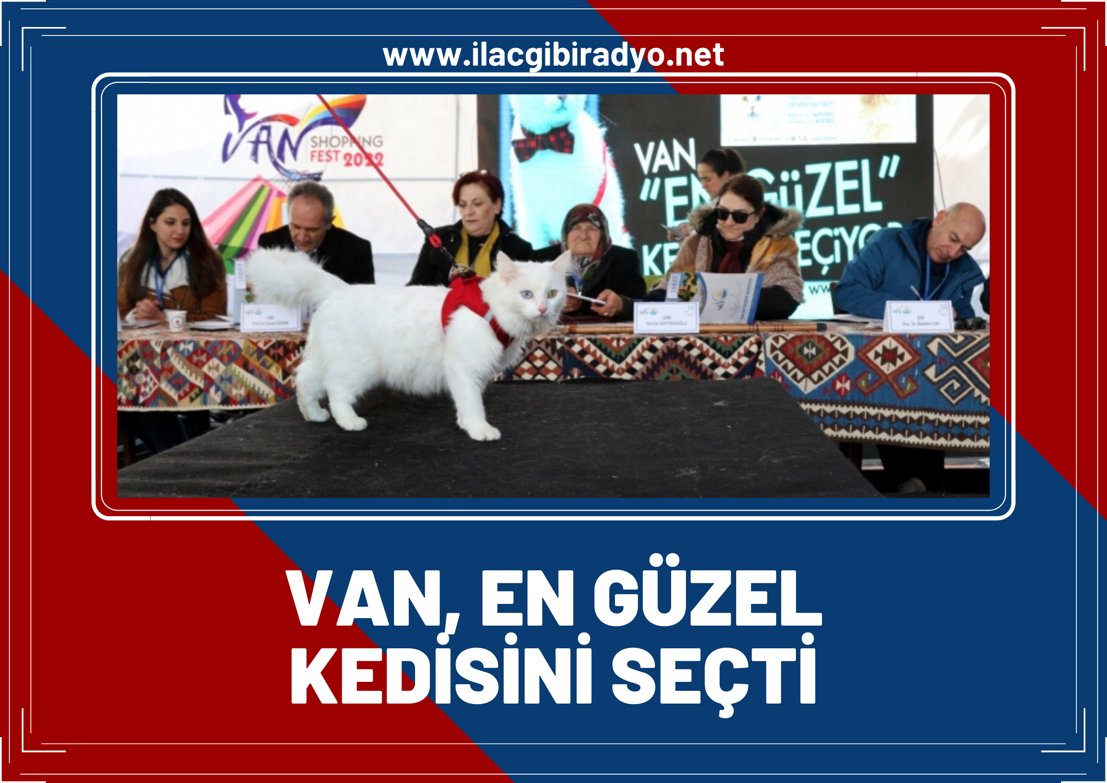 Van, en güzel Kedisini seçti! İşte en güzel Van Kedisi