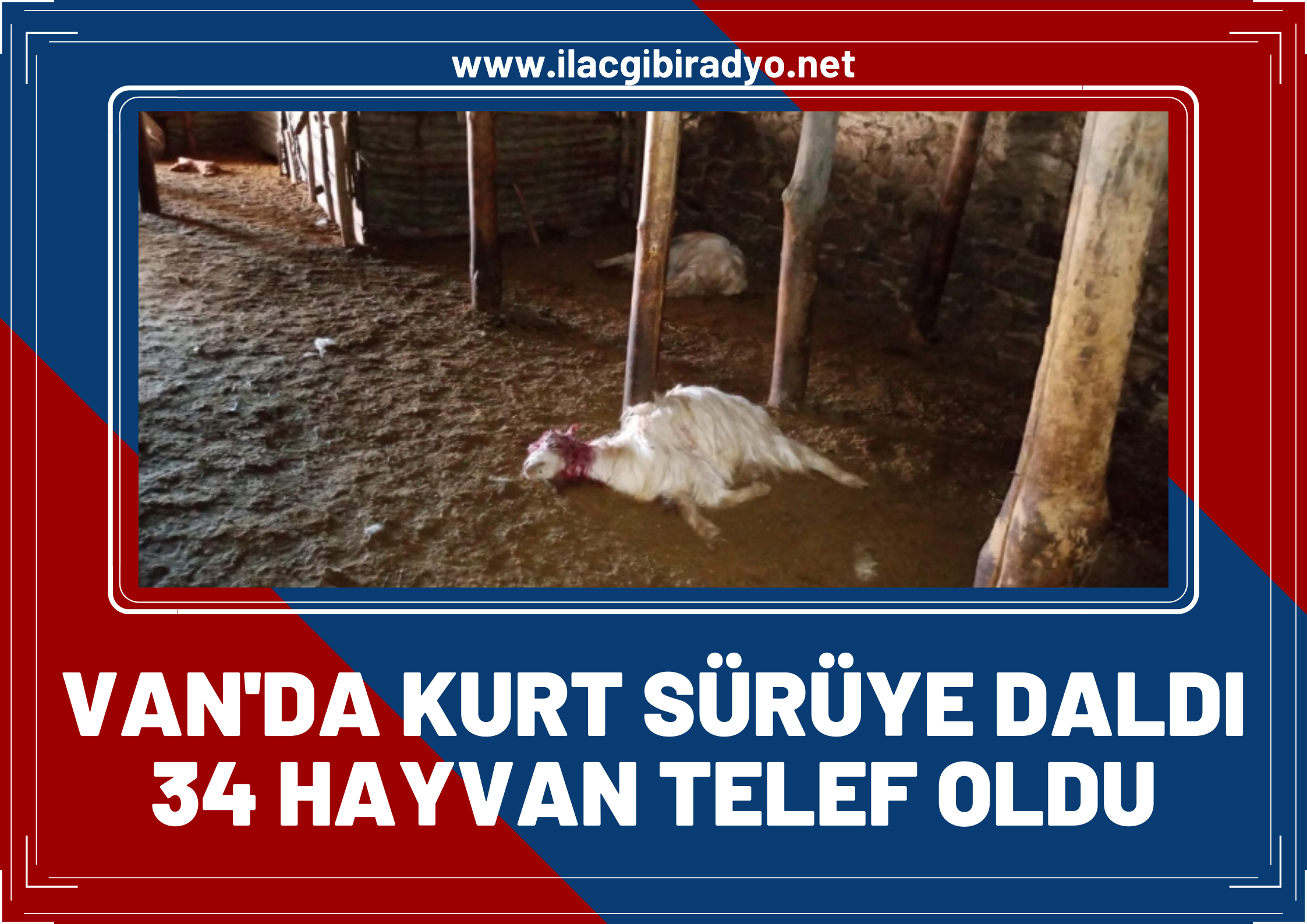 Van’da kurt sürüye daldı, 34 koyun telef oldu!