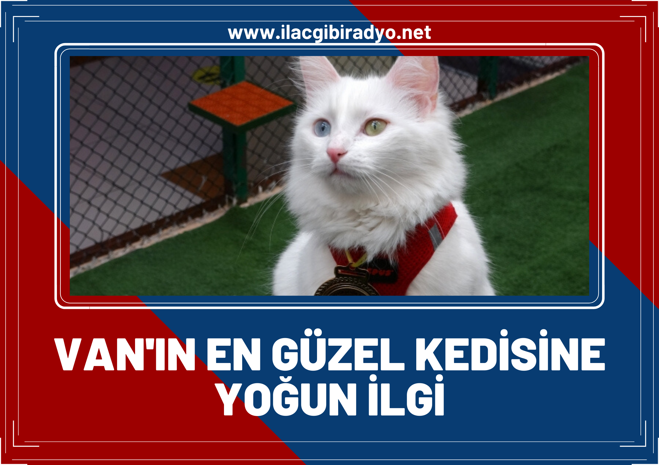 Van’ın en güzel kedisine yoğun ilgi