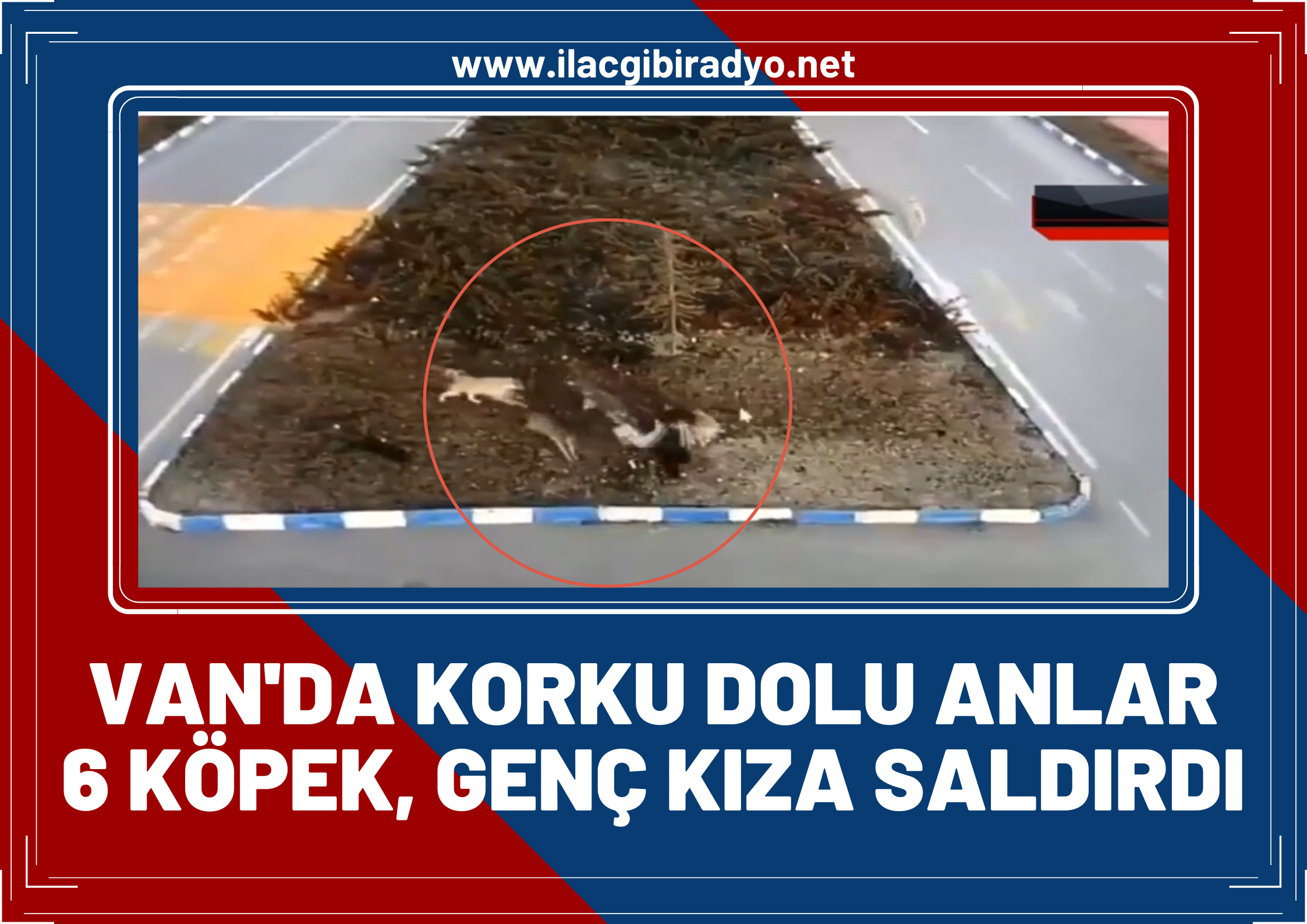 Van'da korku dolu anlar! Başıboş köpekler genç kıza saldırdı