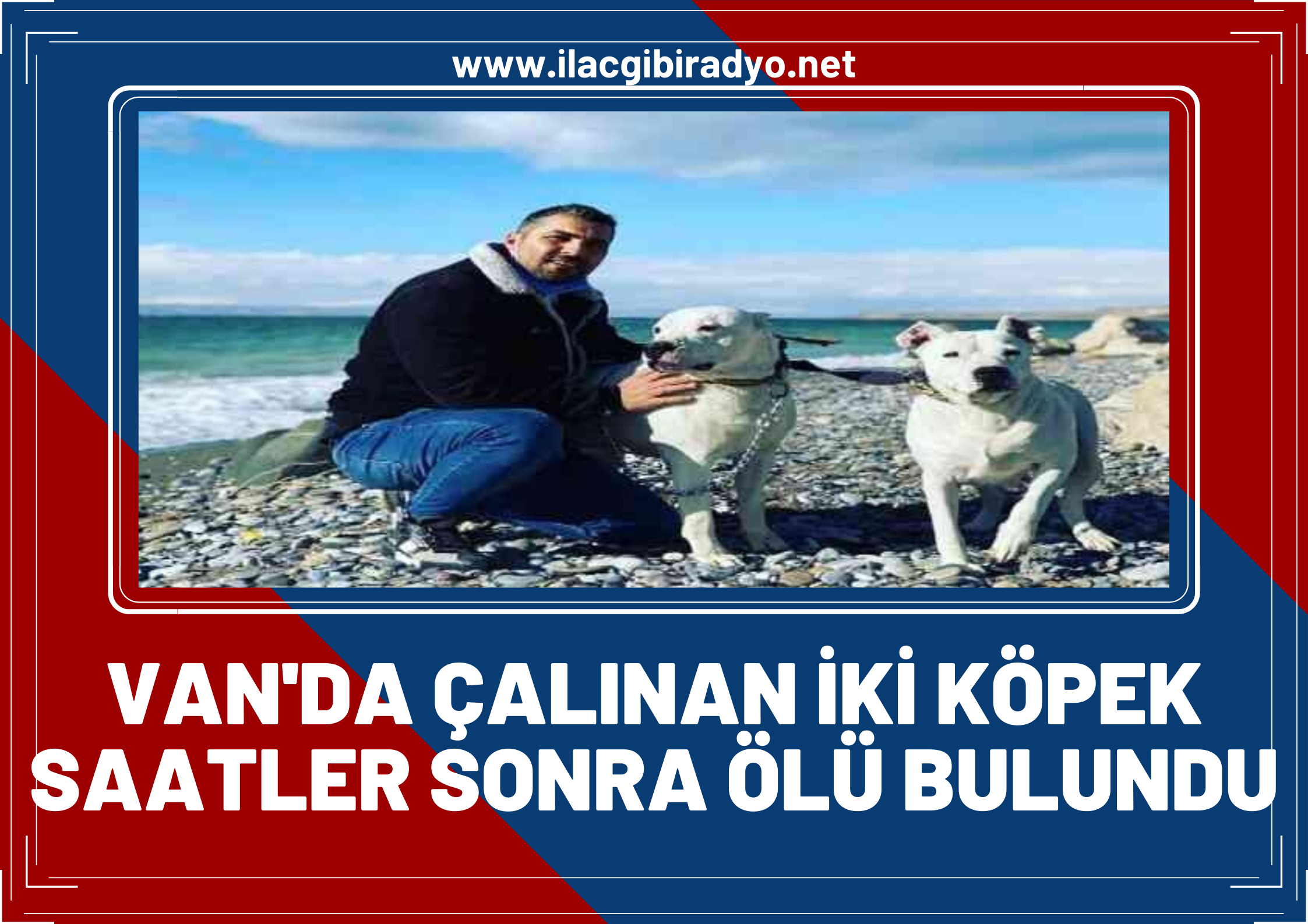 Van’da spor salonu bahçesinden çalınan Dogo Argentino ırkı iki köpek saatler sonra ölü bulundu