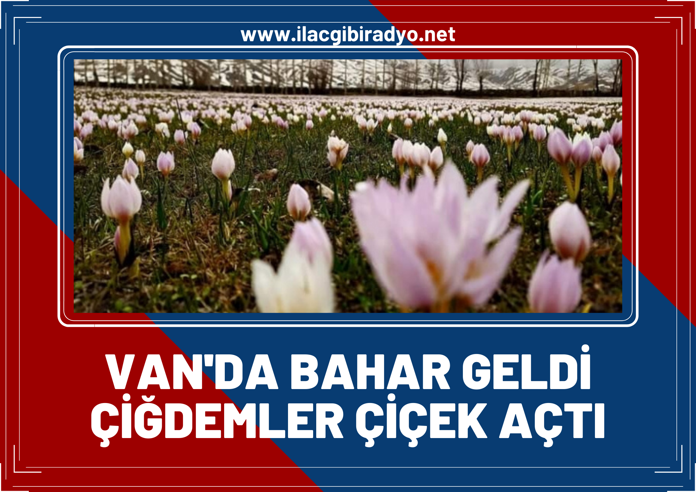 Van’da bahar geldi, çiğdemler çiçek açtı!