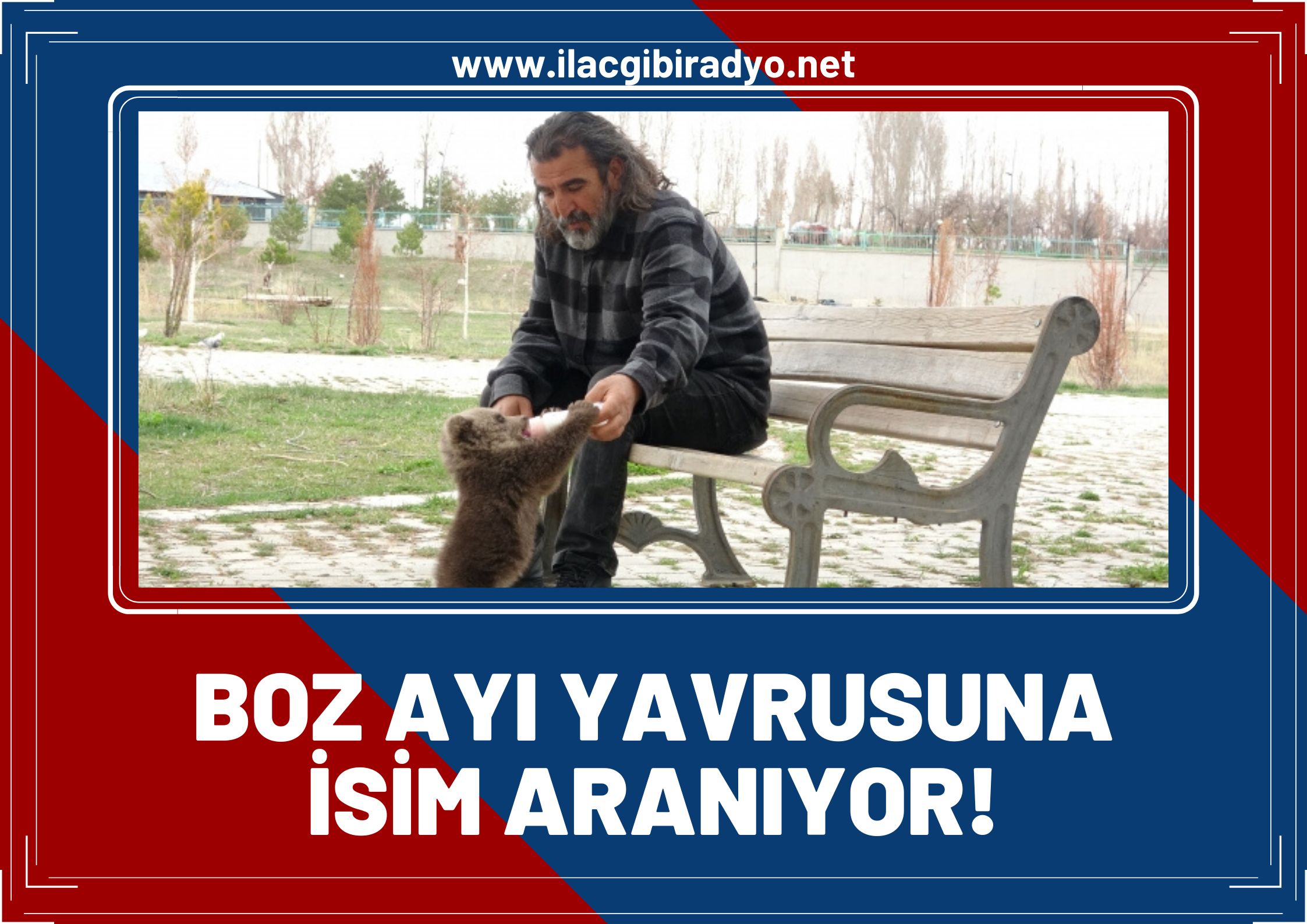 Van'da koruma altına alınan sevimli boz ayıya isim aranıyor!