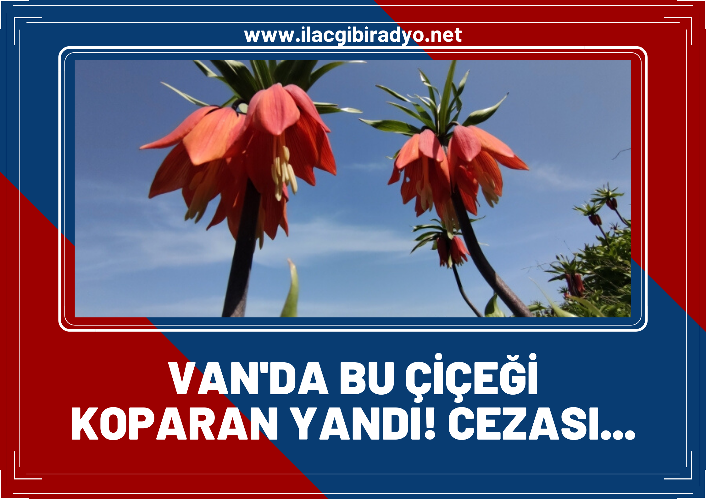 Van'da bu çiçeği koparan yandı! Para cezası var: 109 bin 593 TL!i