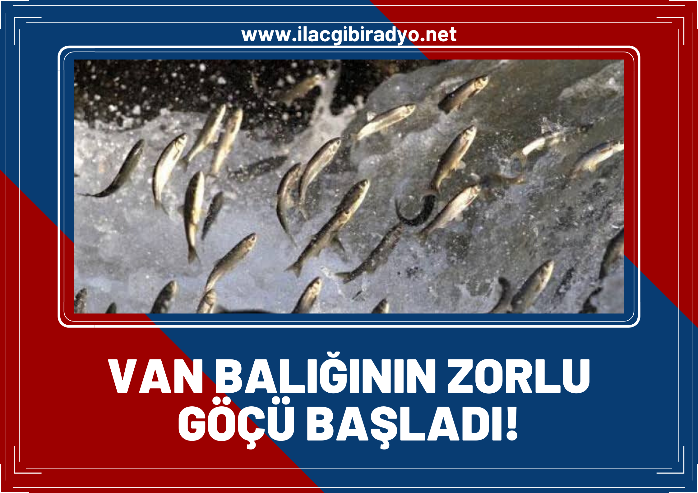 Van Balığının tatlı sulara zorlu göçü başladı!